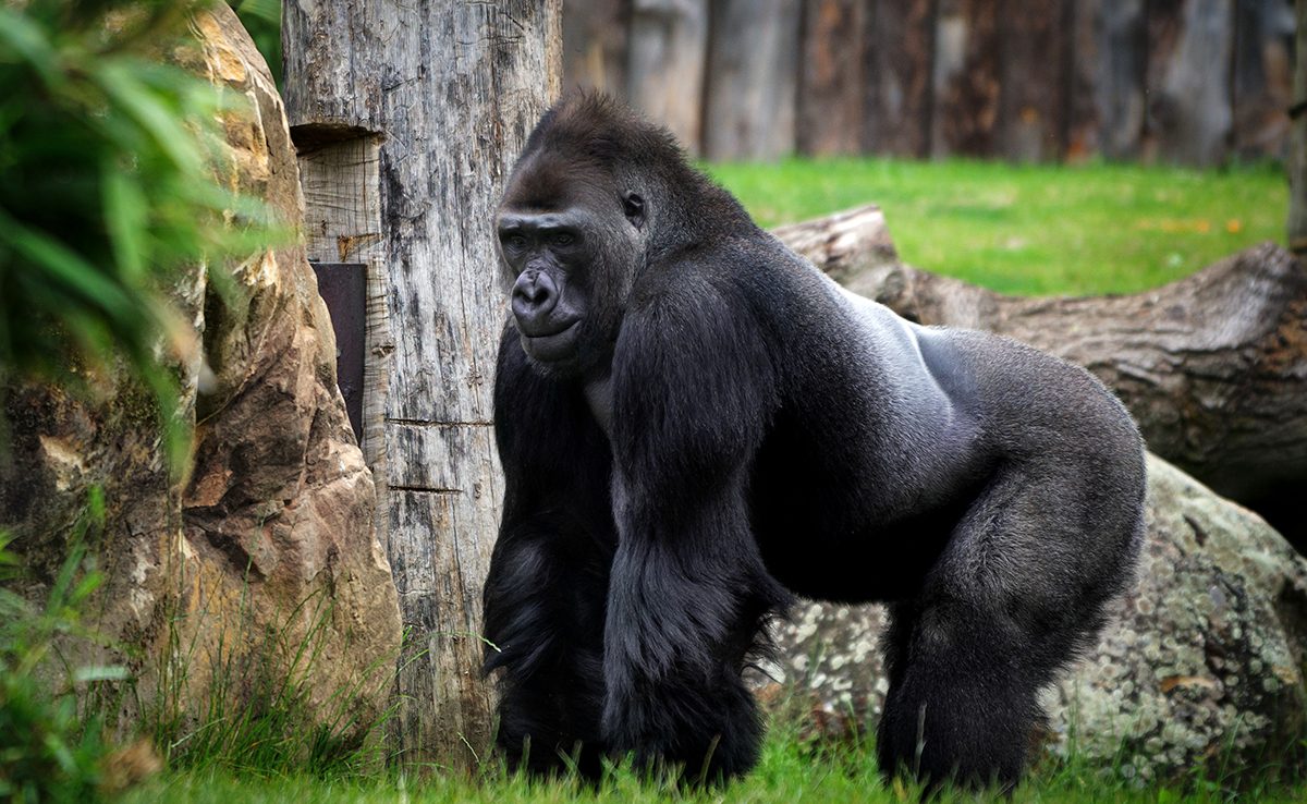 Grands singes d’Afrique : Quand la cruauté l’emporte sur la raison