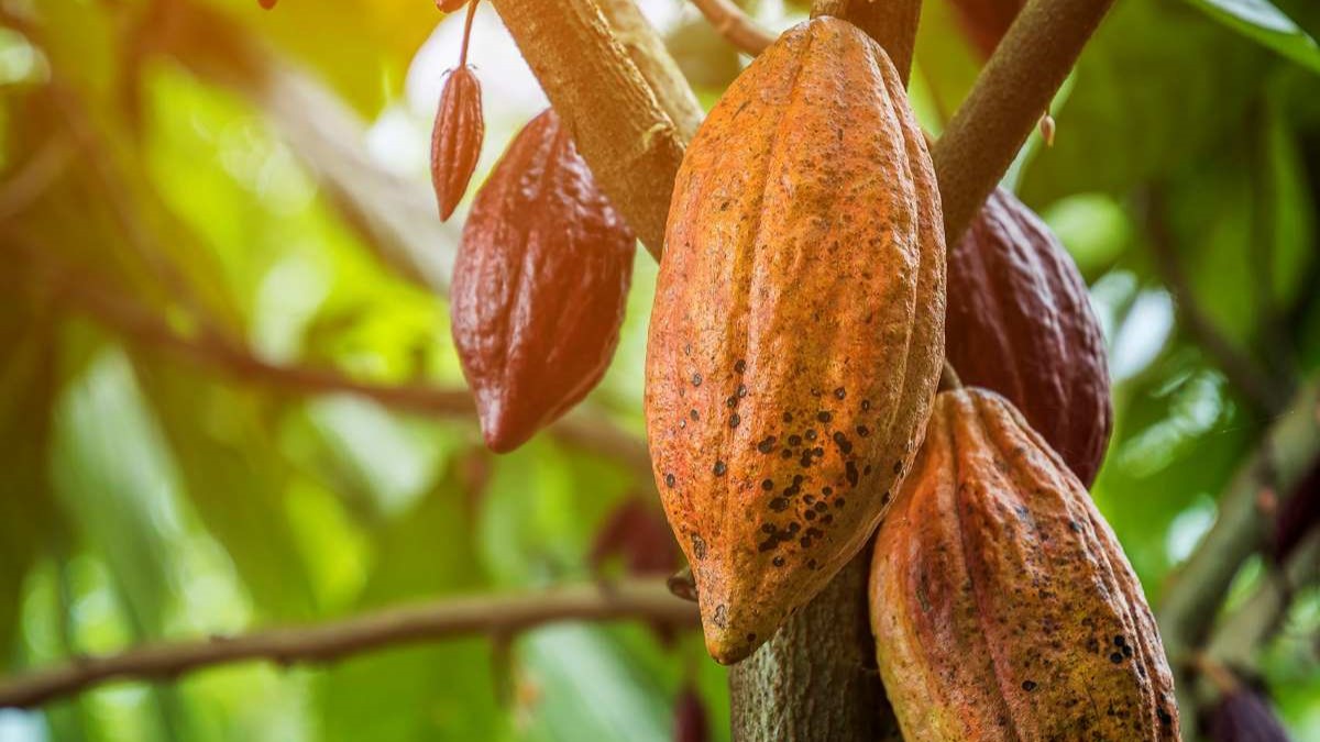 Cacao Camerounais : Vers une Traçabilité Renforcée pour Conformer aux Normes de l’UE