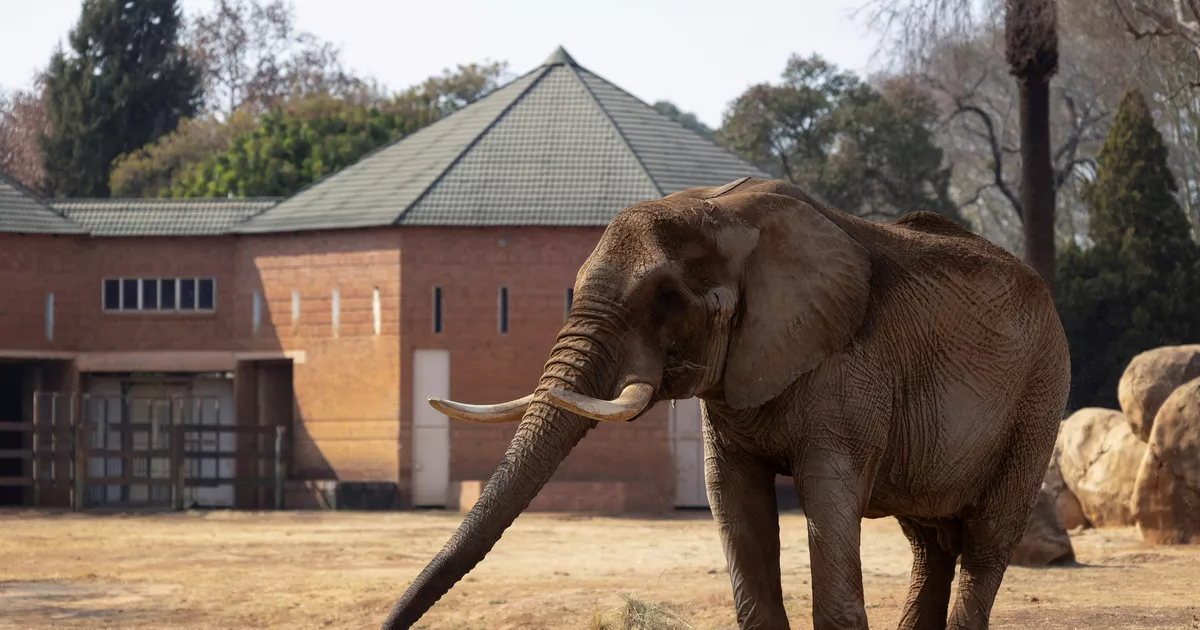 Afrique du Sud : le dernier éléphant du zoo national libéré