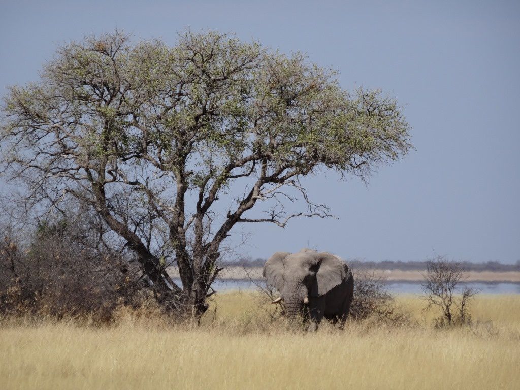 Éléphants en danger : La Namibie choisit l’abattage pour lutter contre la famine