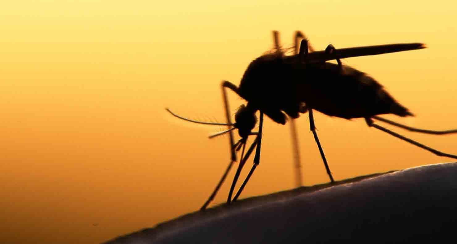 Urgence climatique en Afrique le paludisme pourrait causer plus d’un demi-million de décès supplémentaires d’ici 2049
